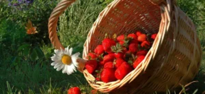 Клубника в июле
